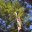 В н.п. Кировское с высокого дерева сняли подростка