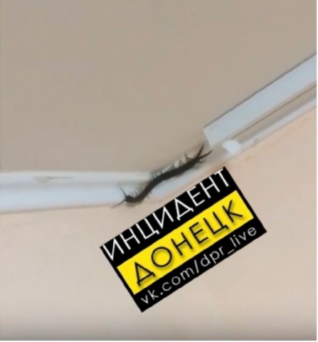 В Донецке опасные и ядовитые насекомые проникают в квартиры