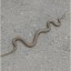 В Горловке на остановках транспорта замечены ядовитые змеи
