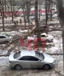 В Донецке упавшее дерево повредило 3 автомобиля