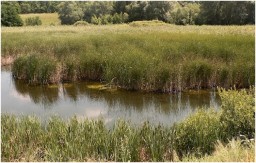 В н.п. Иллирия в водоеме обнаружен труп мужчины