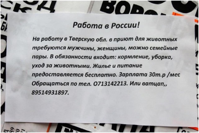 Жителям «ДНР» предлагают работу в приютах бездомных животных в РФ