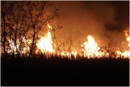 В «ЛНР» за сутки в 73 пожарах выгорело 982 гектара леса