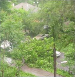 В центре Донецка дерево упало на машины и оборвало провода