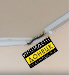 В Донецке опасные и ядовитые насекомые проникают в квартиры