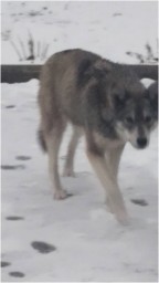 В Донецке в городской черте замечены волки