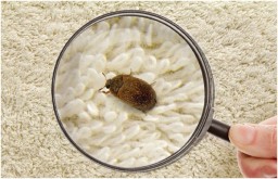 В н.п. Ровеньки в детском саду по полу и коврам прыгают блохи