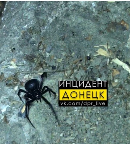 В Донецке замечены смертельно ядовитые пауки каракурты