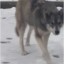 В Донецке в городской черте замечены волки