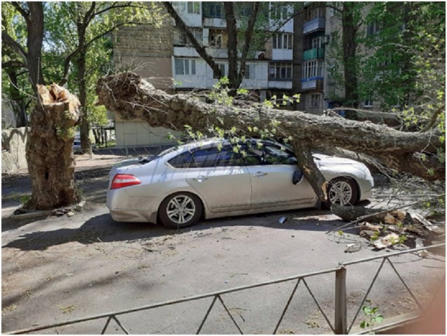 В Донецке дерево упало на автомобиль