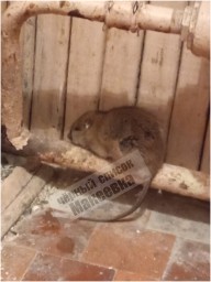 В одной из школ Макеевки в раздевалке живут крысы