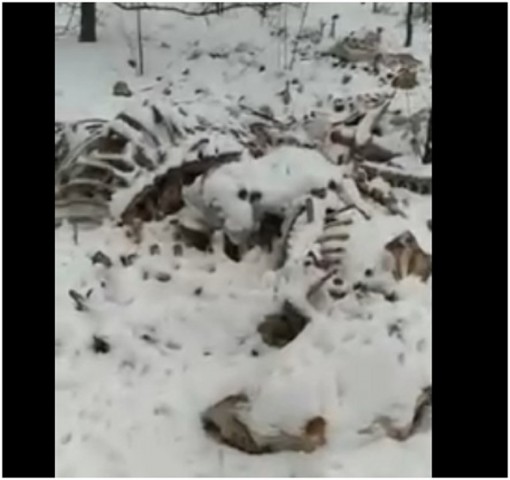 В Луганске обнаружено огромное скопление костей