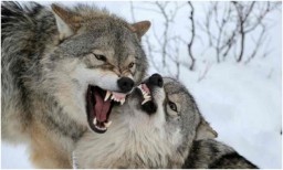 В районе Зуевского ландшафтного парка замечена пара волков с выводком