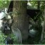 В Луганске спасатели извлекли пострадавших из врезавшегося в дерево автомобиля
