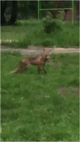 В Донецке появились лисы