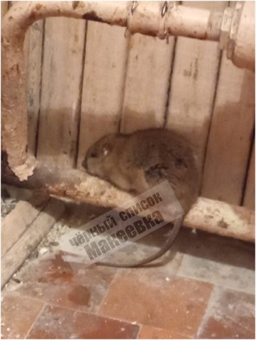 В одной из школ Макеевки в раздевалке живут крысы
