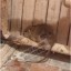 В одной из школ Макеевки в раздевалке живут крысы