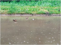 В Донецке из-за дождей ставки выходят из берегов