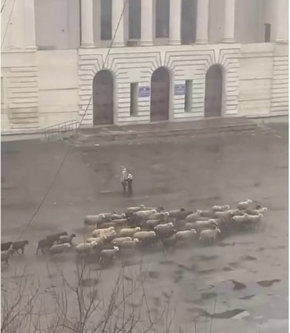 В Донецке в кировском районе запечатлели стадо баранов