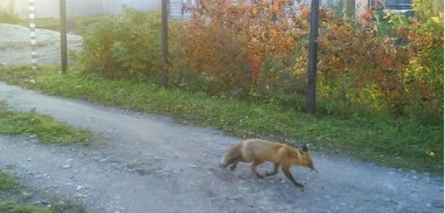 В н.п. Харцызск в городе замечено много лис